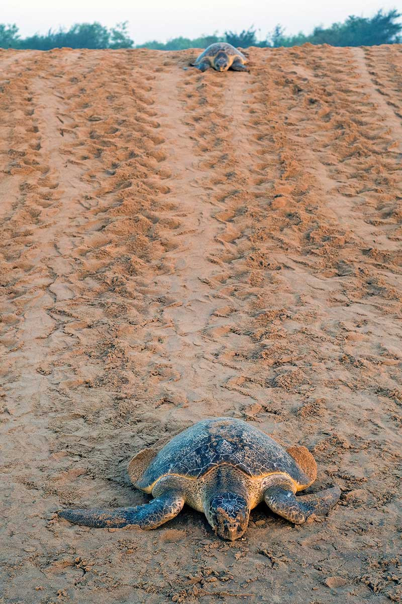 Olive Ridley turtle returning to the sea after laying eggs
