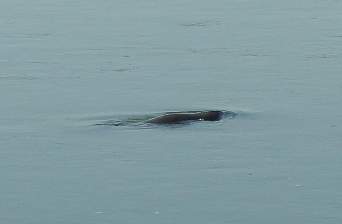 A dolphin from Subansiri | Nature inFocus