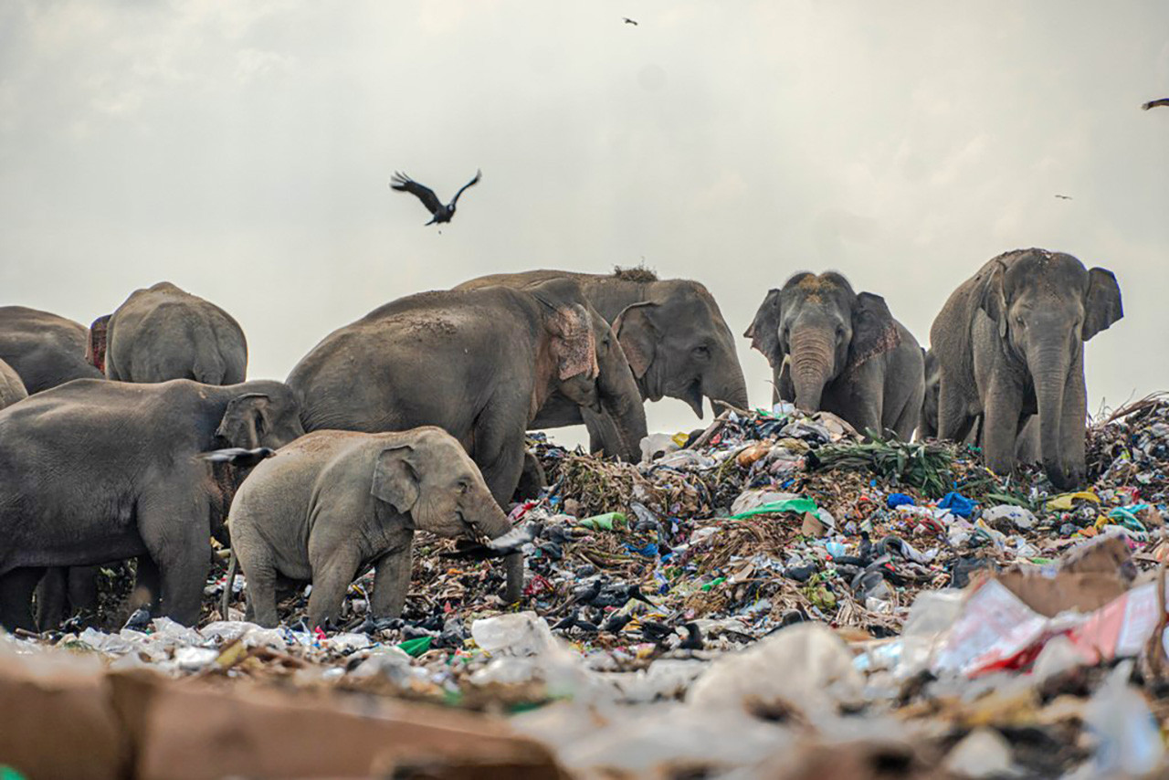 A herd of wild elephants foraging in a garbage dump at Ampara in east Sri Lanka | Nature inFocus