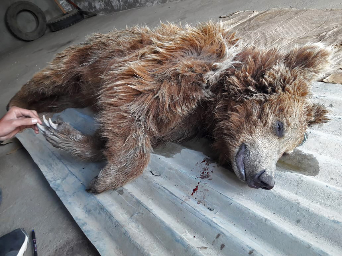 A Himalayan Brown Bear that died due to human bear conflict in Drass Valley