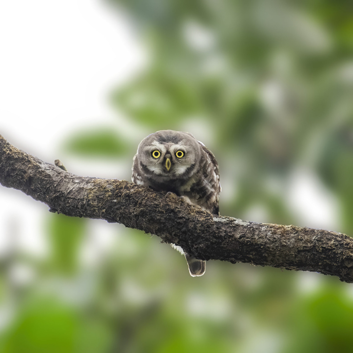 Forest Owlet endangered bird