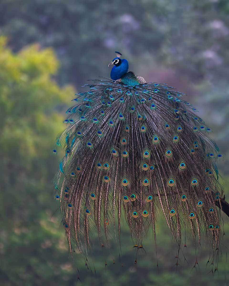 Peacock on a tree with its feathers fanned out