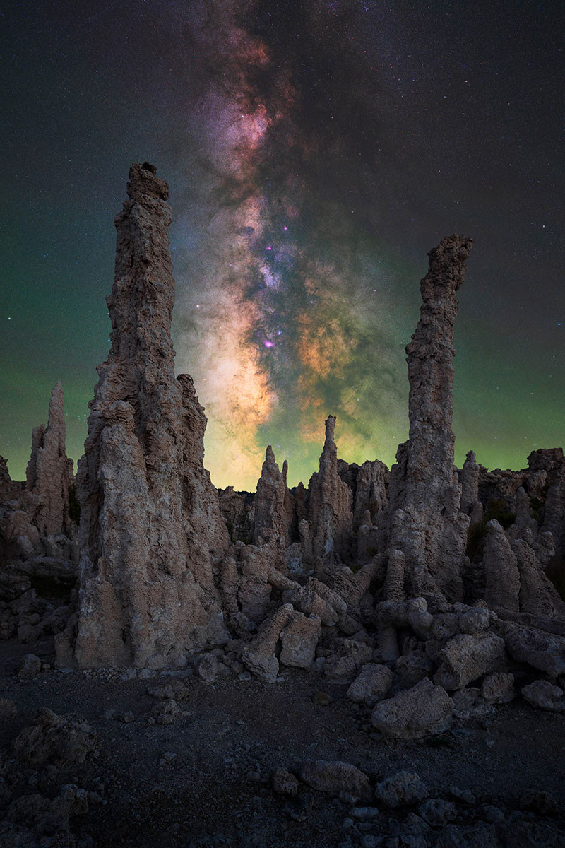      ALIEN FOREST MARCIN ZAJAC | Nature Infocus