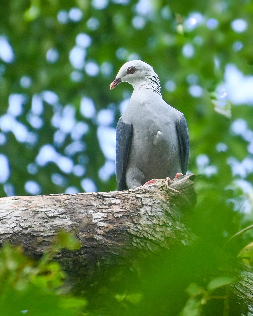 Andaman Woodpigeon (Columba palumboides) | Nature inFocus