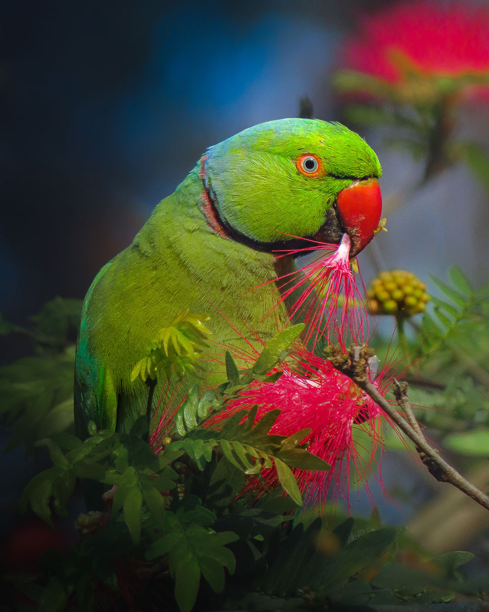 Ring-necked Parakeet (Psittacula krameri) | Nature inFocus