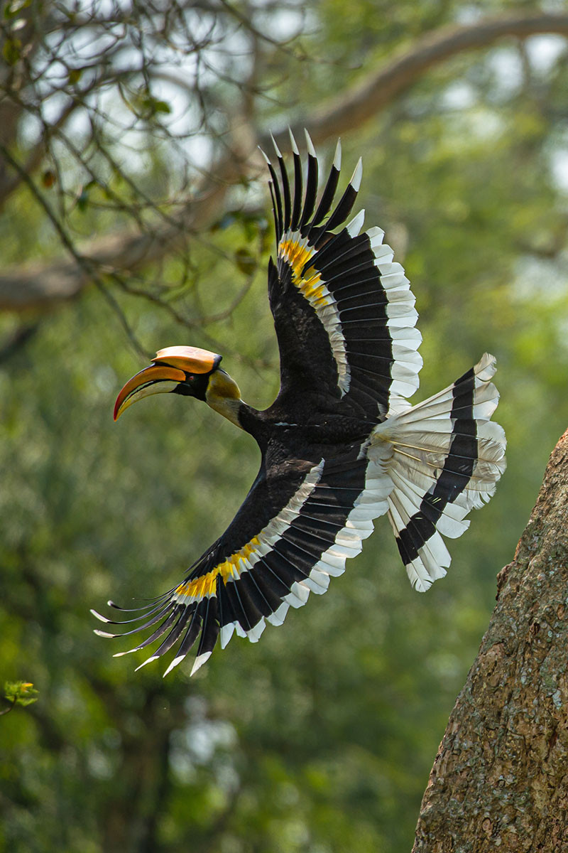 Great Hornbill (Buceros bicornis) | Nature inFocus