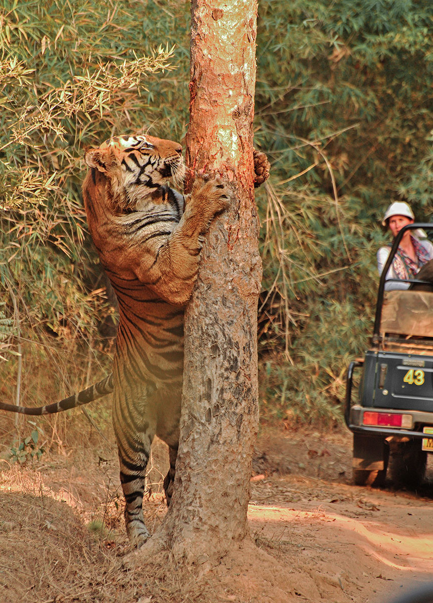 Bamera biggest tiger from Bandhavgarh Tiger Reserve