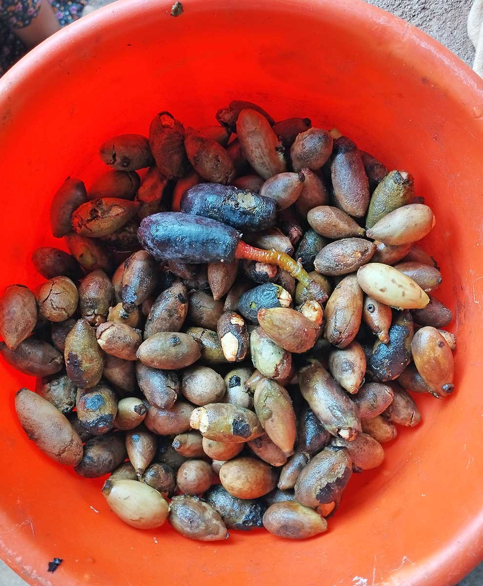      Beilschmiedia dalzellii   seed collection | Nature Infocus