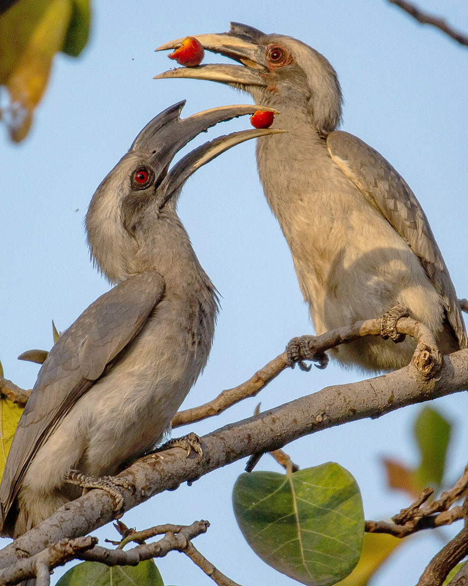 Indian Grey Hornbill (Ocyceros birostris) | Nature inFocus