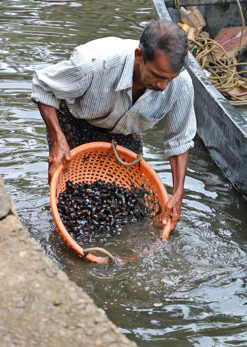 Clam collector washing shells in Vembanad Lake