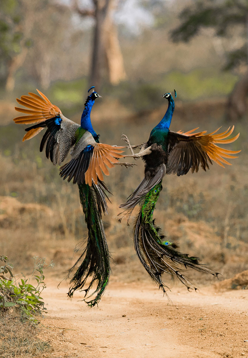 Territorial fight between peacocks