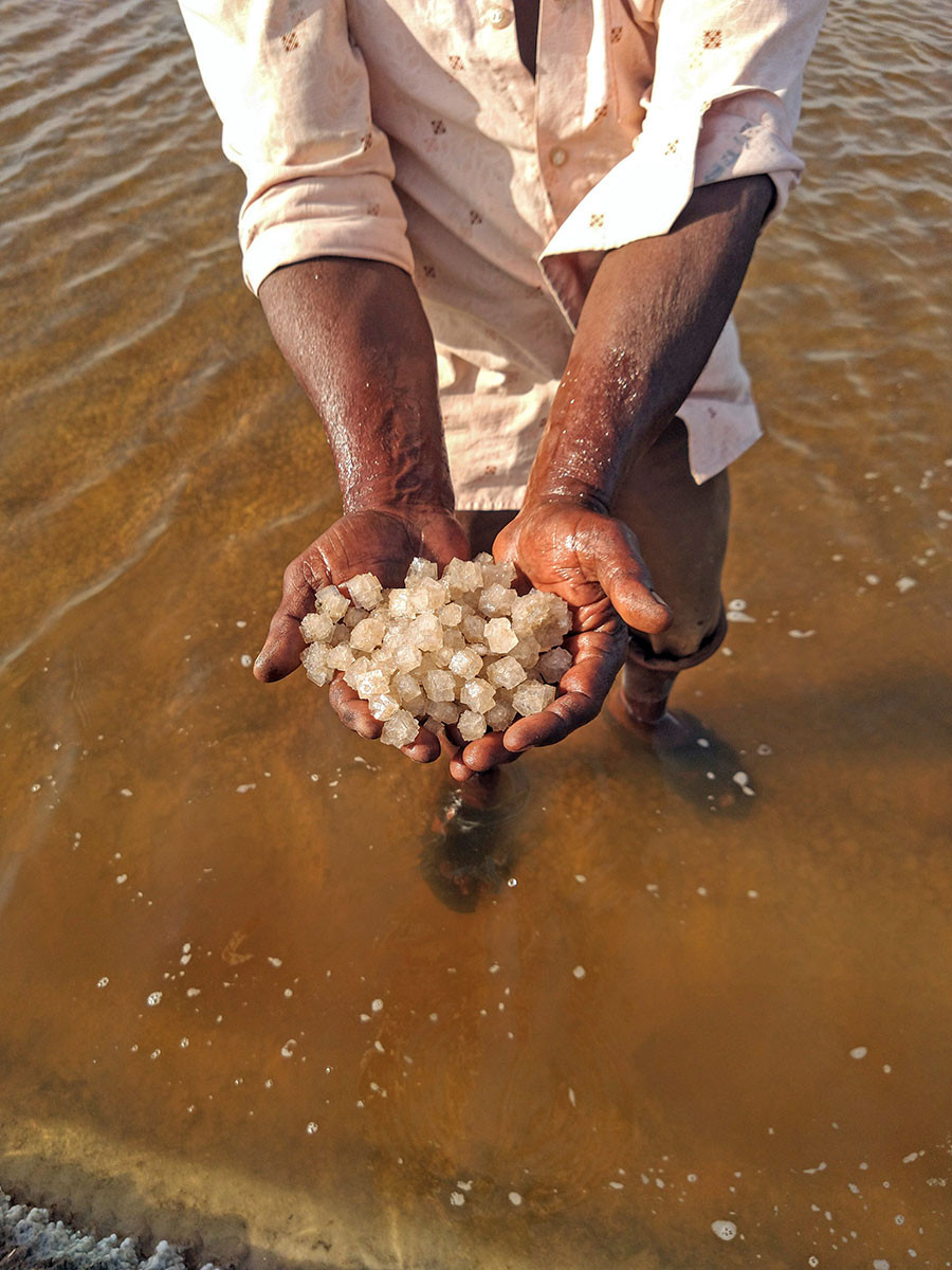      DJWA IMG                   | Nature Infocus