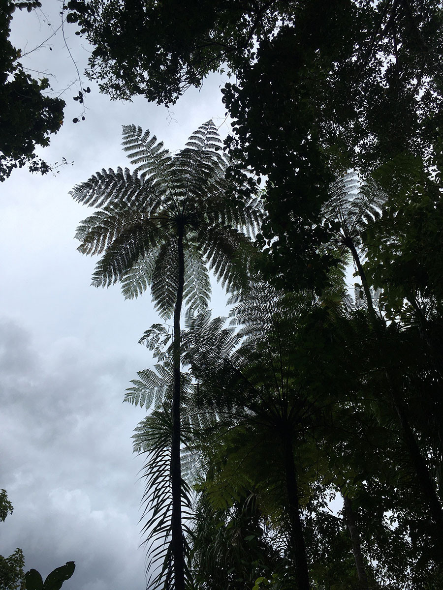 Cyathea sp., a tree fern endemic to Great Nicobar | Nature inFocus