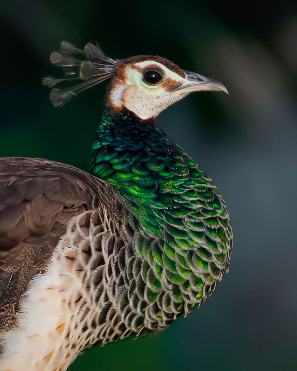 Portrait of a peahen