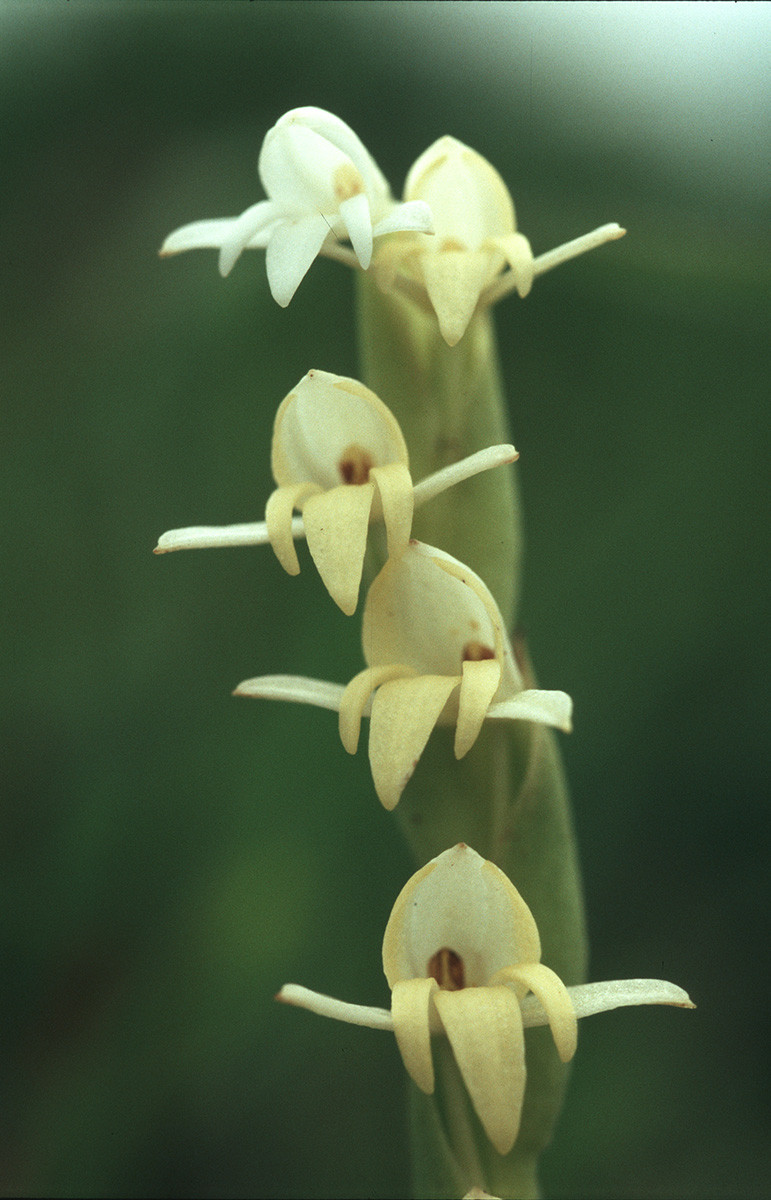      Habenaria heyneana Ashok Captain | Nature Infocus