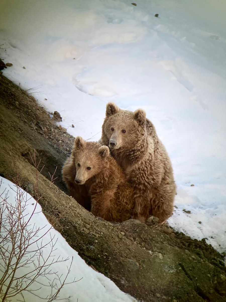 A female Himalayan Brown Bear with her cub