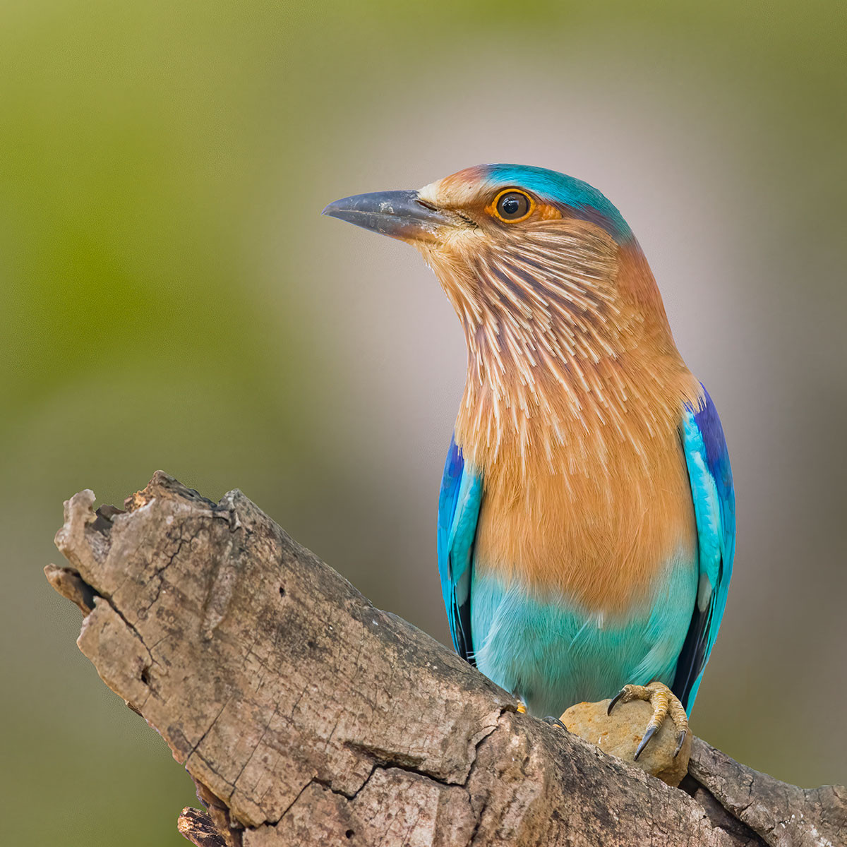 Indian Roller (Coracias benghalensis) | Nature inFocus