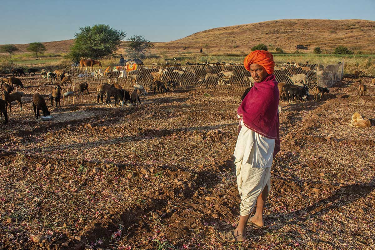      Kendur Dhangar Sheep Goat Shepherd Pen Wada Grasslands    | Nature Infocus