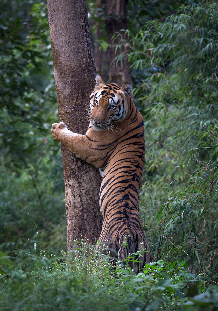 Link 7 Male in Mukki zone of Kanha National Park