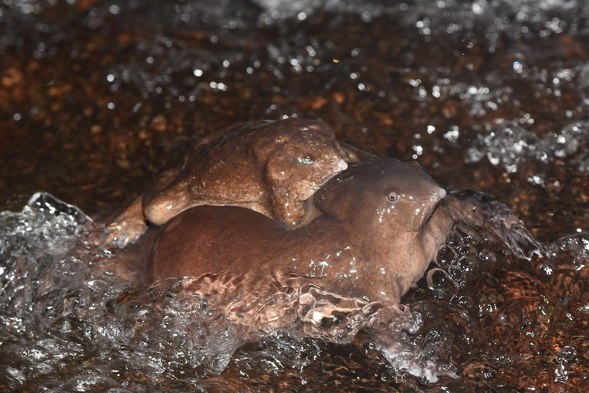 Lowres purple frog pair moving through torrents - The Purple Frog's Race Against Time | Nature inFocus