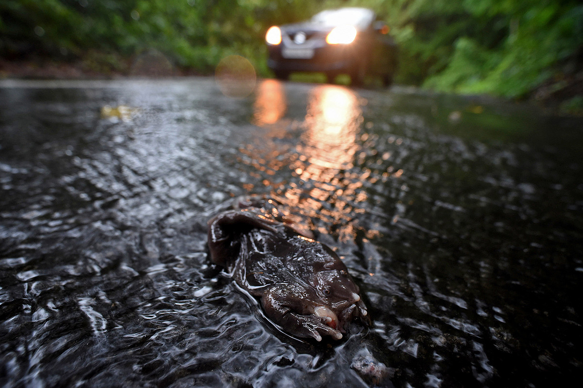 Lowres road kill - The Purple Frog's Race Against Time | Nature inFocus