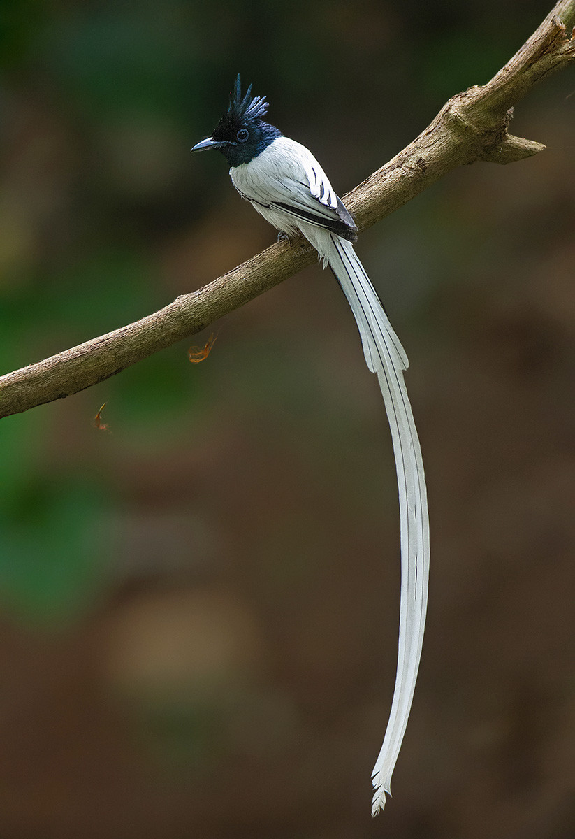 Male Indian Paradise-Flycatcher (Terpsiphone paradisi) | Nature inFocus