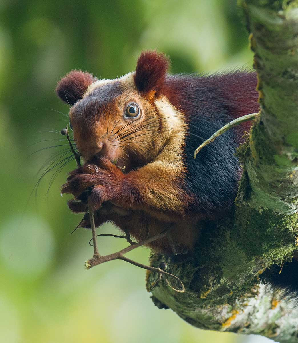     Maharashtra  GiantSquirrel Muthuganesan Palaniswamy | Nature Infocus