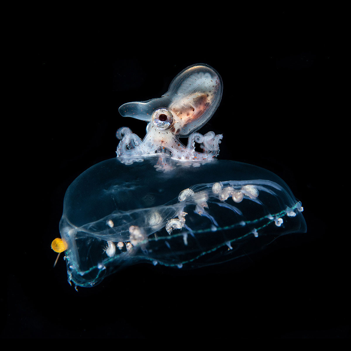 Brown Paper Nautilus Argonauta hians surfing on a jellyfish