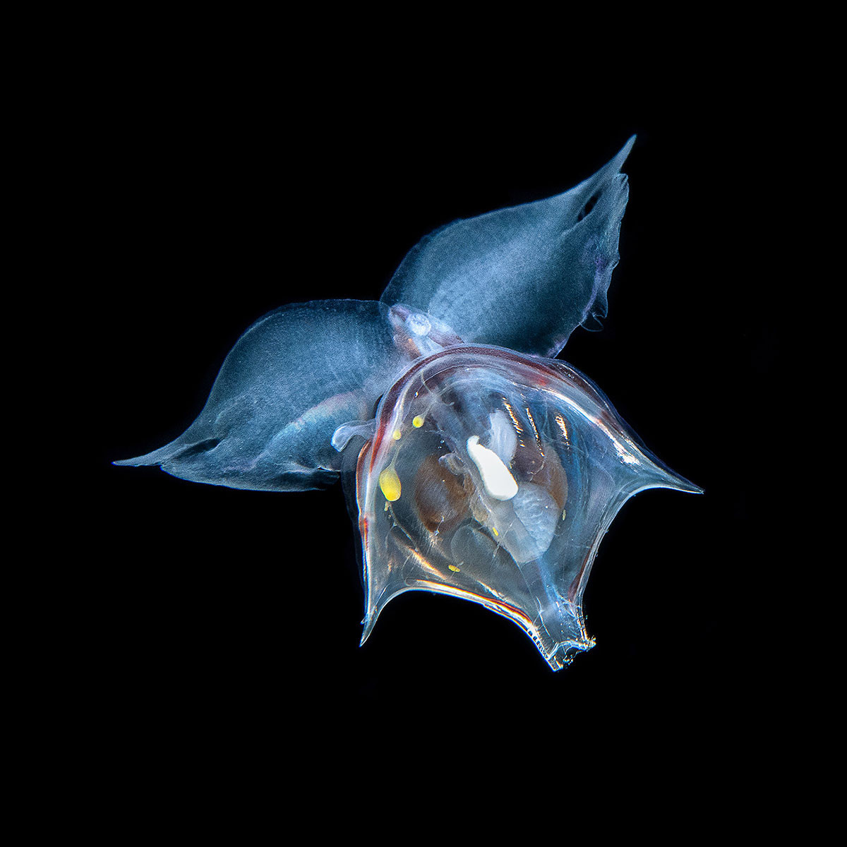 Flying Sea Snail Clio sp