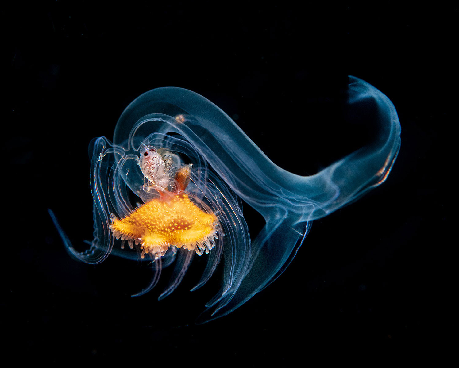 Common Sea Star larva