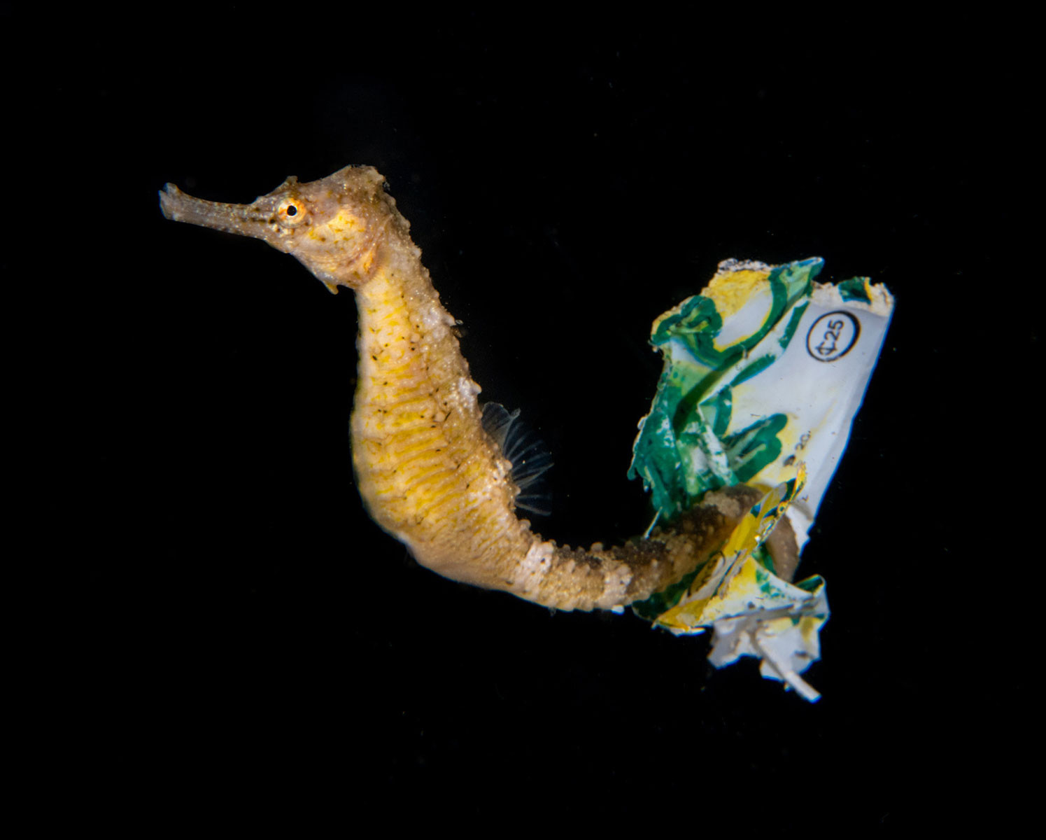 adult Thorny Seahorse