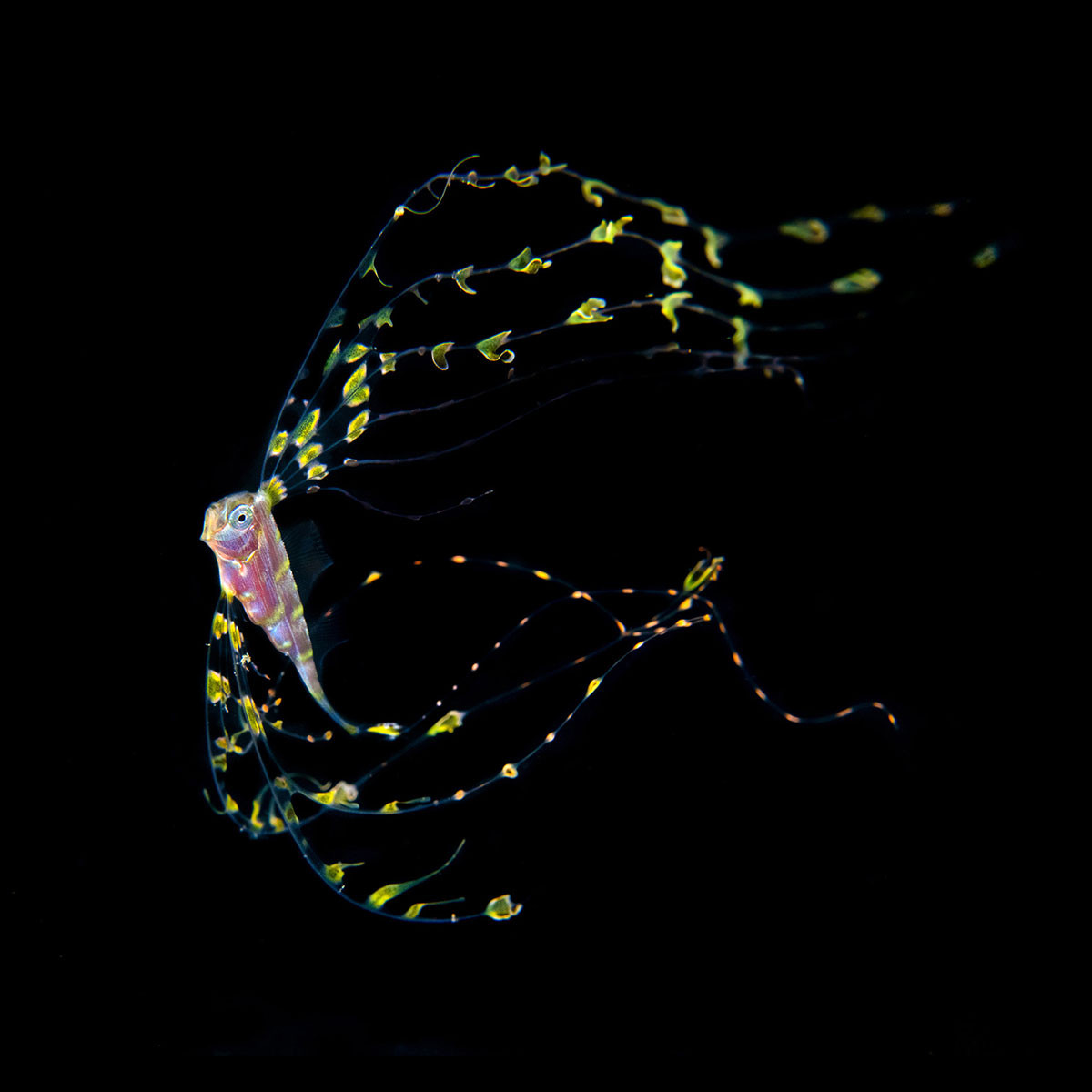 juvenile Scalloped Ribbonfish Zu cristatus