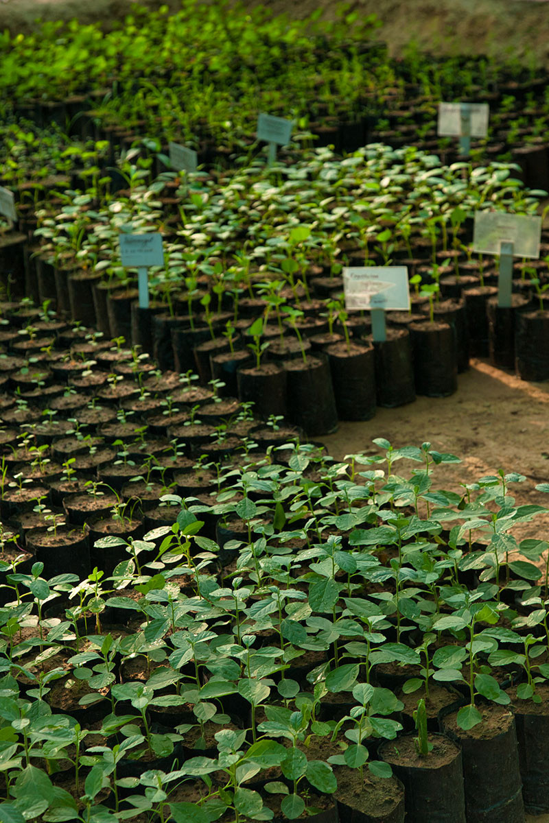      Nursery by Vijay Dhasmana | Nature Infocus