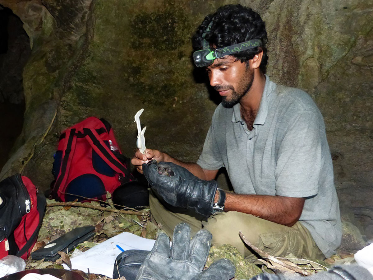 Bat researchers studying bats in caves