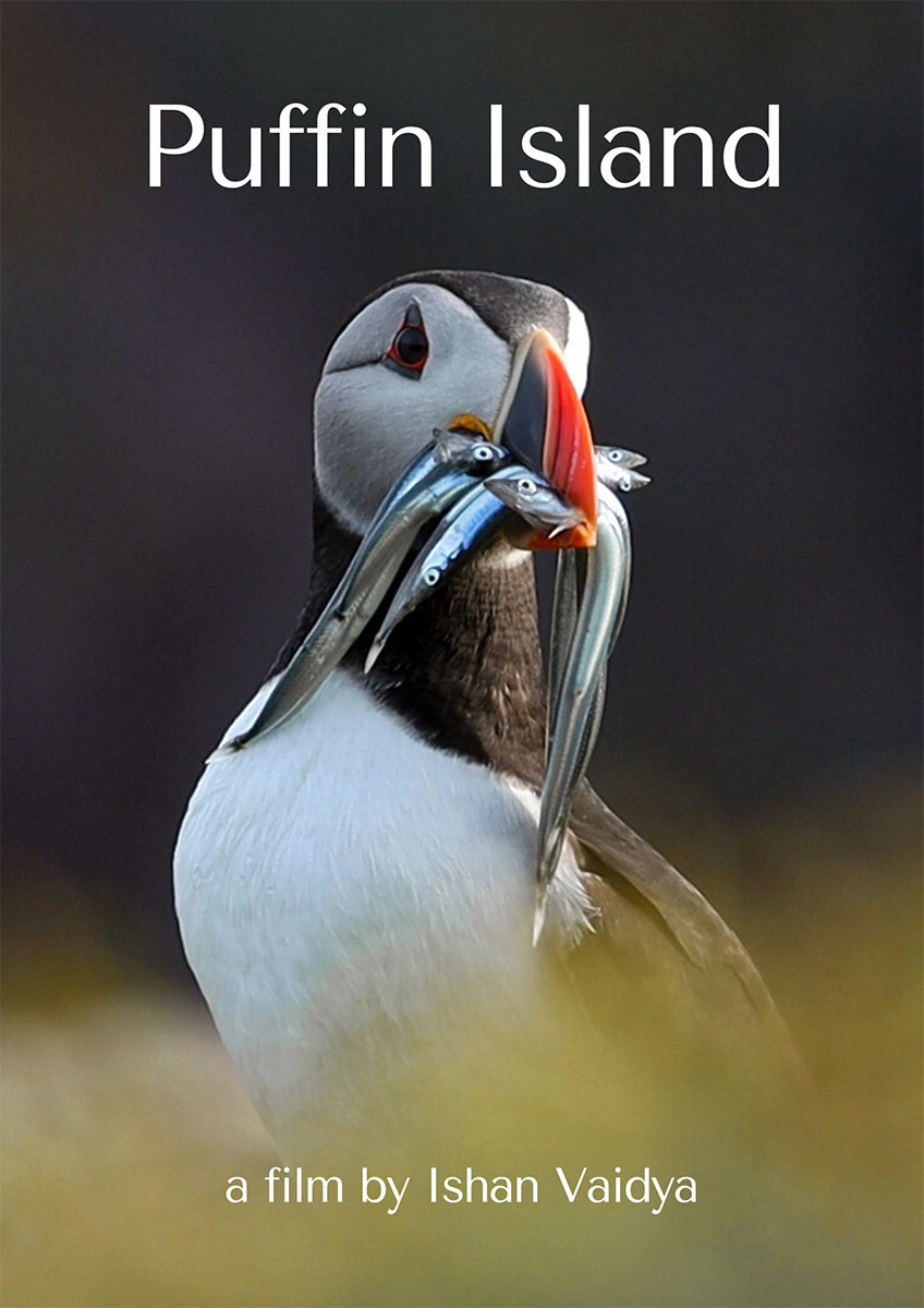 Puffin Island Poster | Nature Infocus