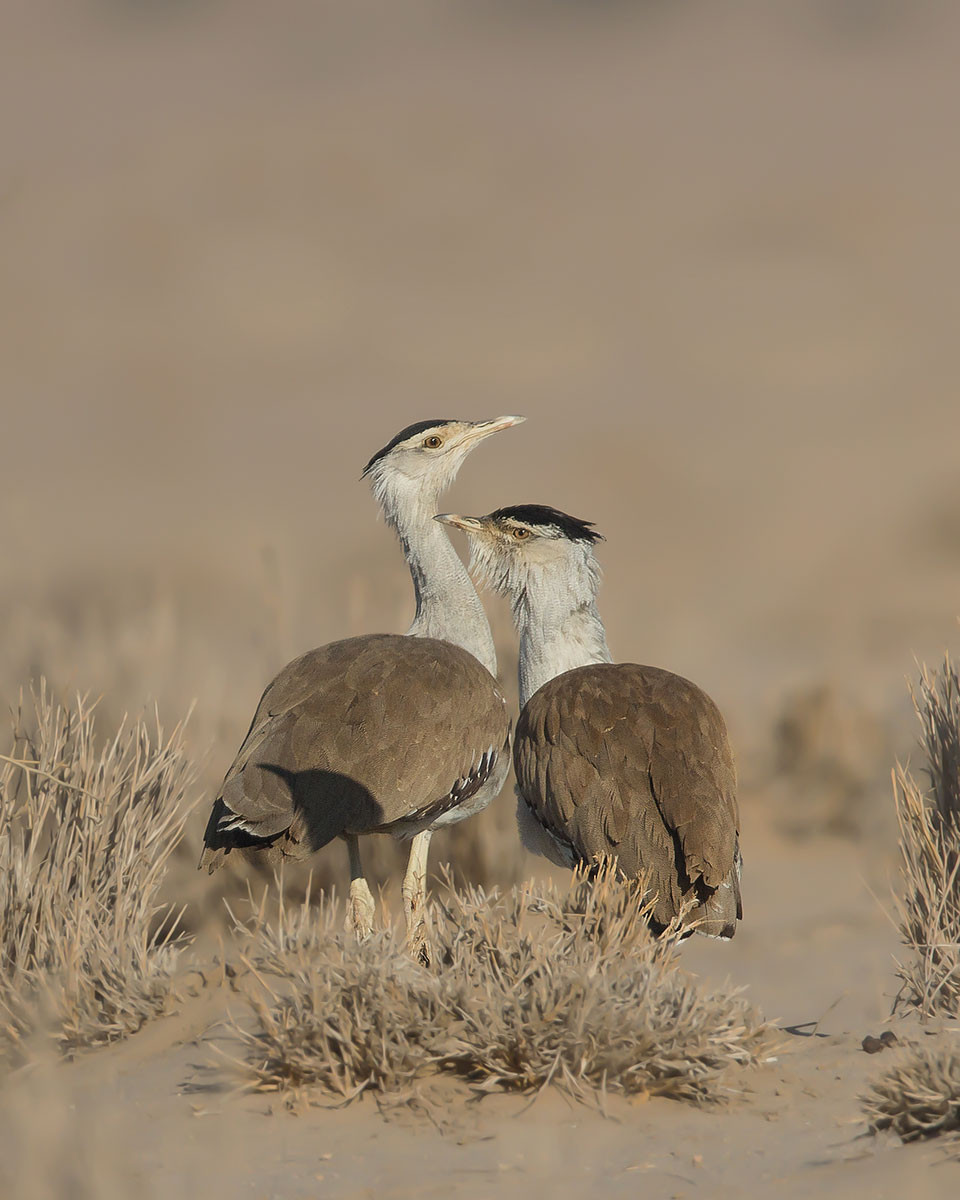 Great Indian Bustard (Ardeotis nigriceps) | Nature inFocus