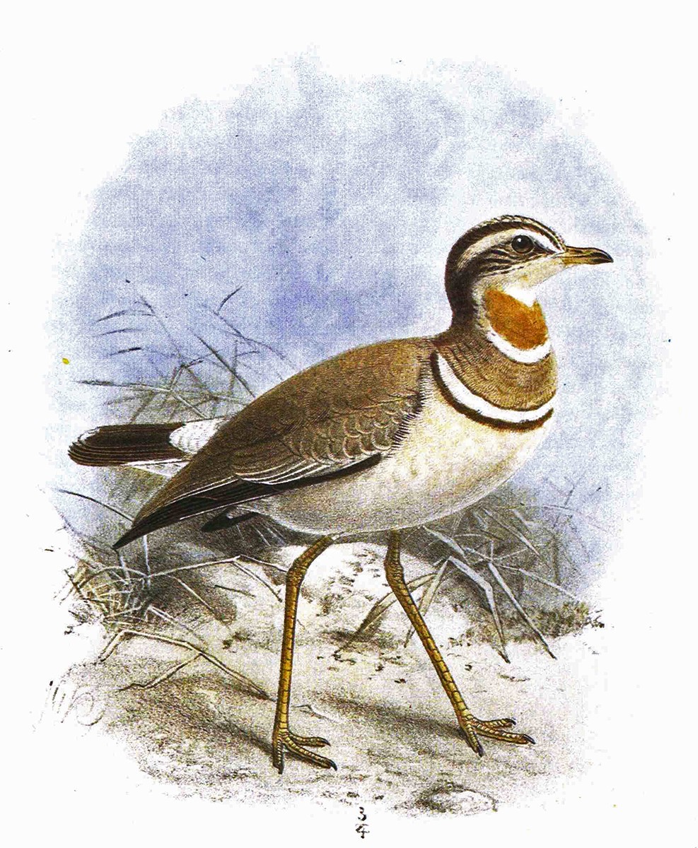 Rhinoptilusbitorquatusseebohm - Jerdon's Courser | Nature inFocus