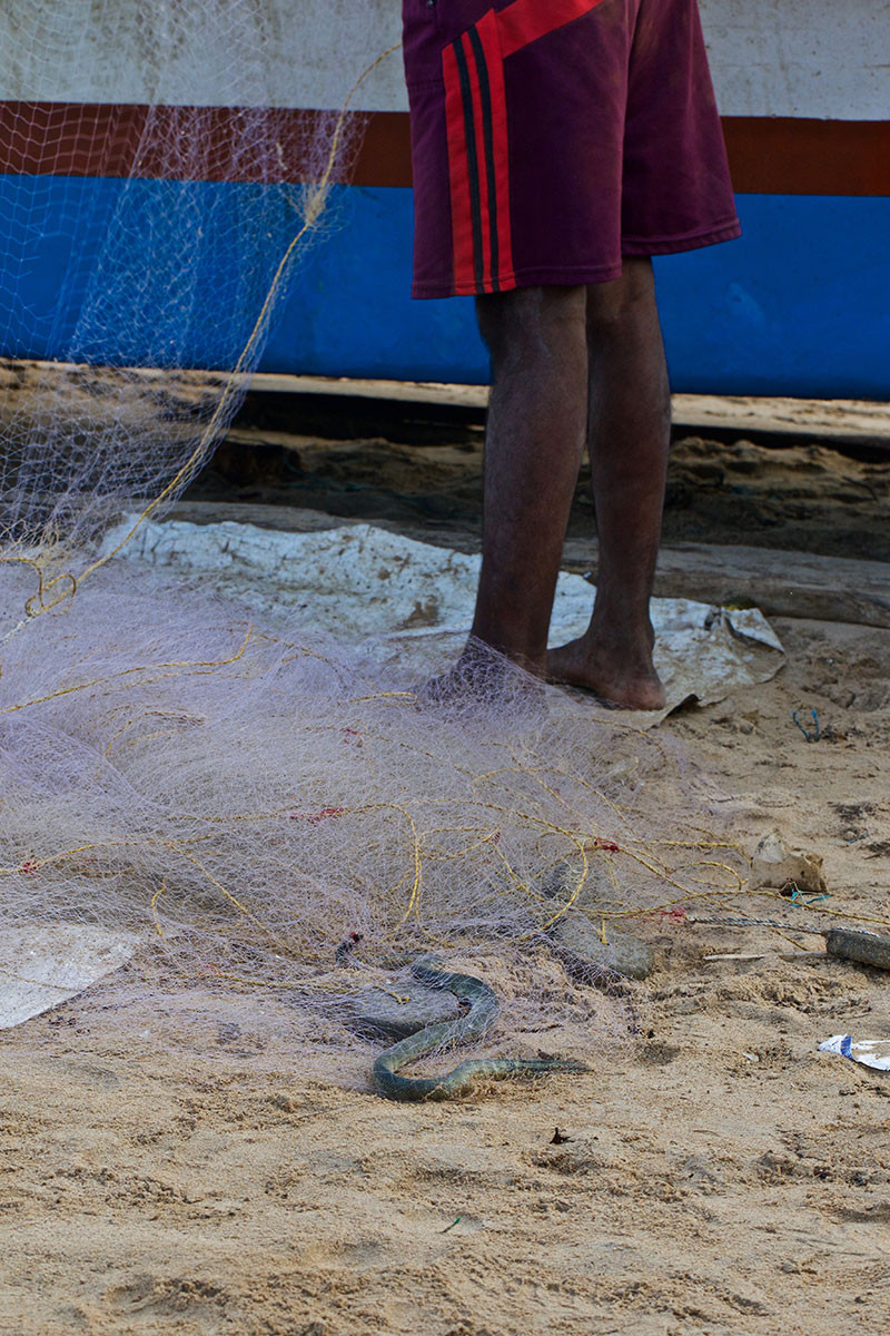 A Beaked Sea Snake (Hydrophis schistosus) caught in a gill net | Nature inFocus