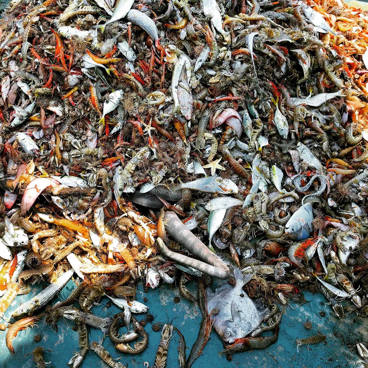 A Beaked Sea Snake (Hydrophis schistosus) found amidst the trawler catch | Nature inFocus