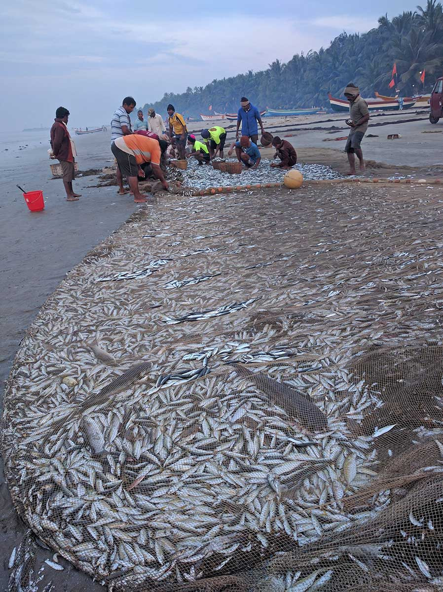 Fishermen inspecting trawler catch | Nature inFocus