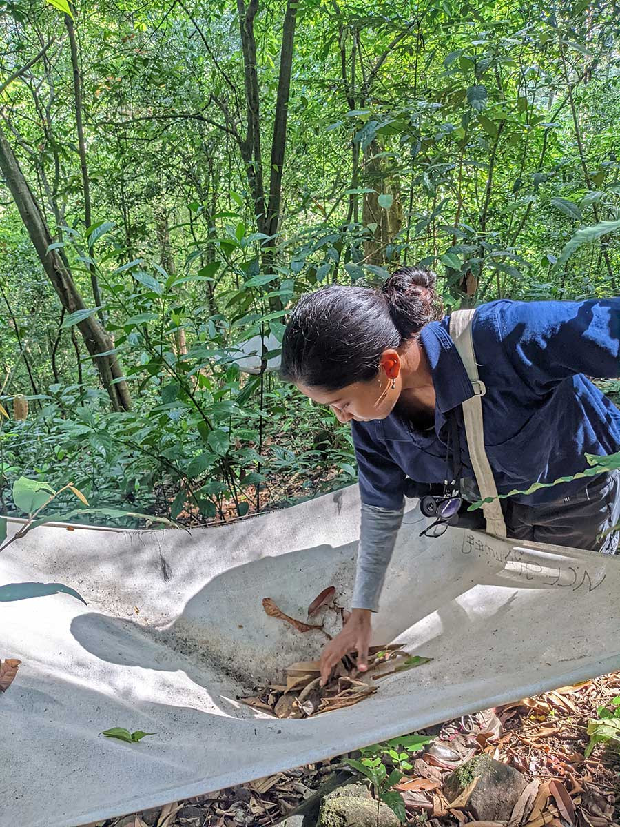 seedfall trap Aparna Krishnan | Nature Infocus