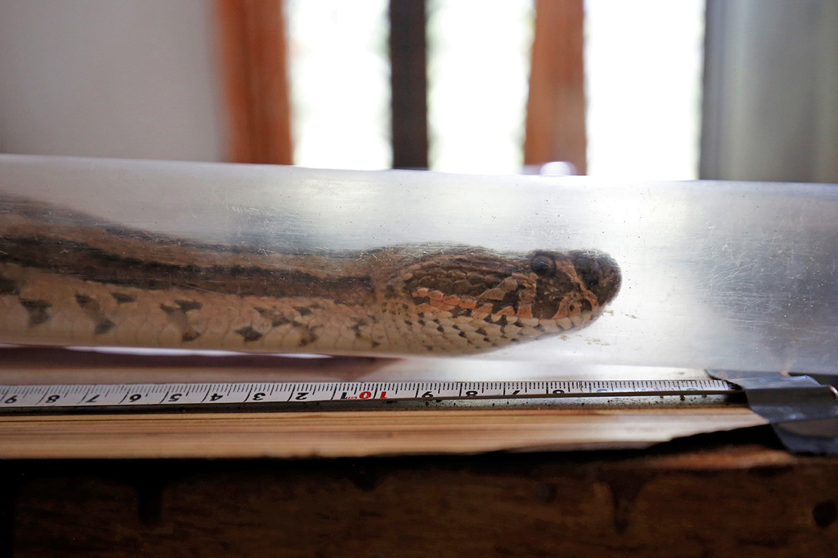 Snakes bb anc - Radio Telemetry Welcomes A New Era For Snake Research | Nature inFocus