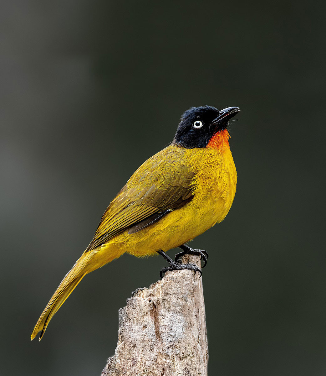 Flame-throated Bulbul (Rubigula gularis) | Nature inFocus