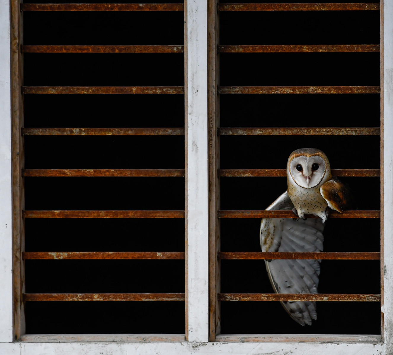 Barn owl perched on a window in a city