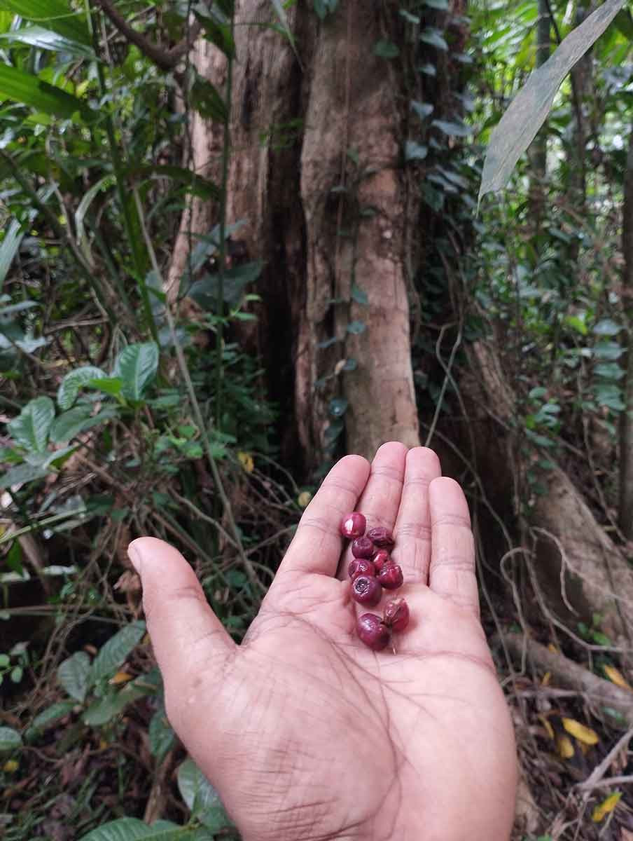      Syzygium stocksii   giant tree and its fruits | Nature Infocus