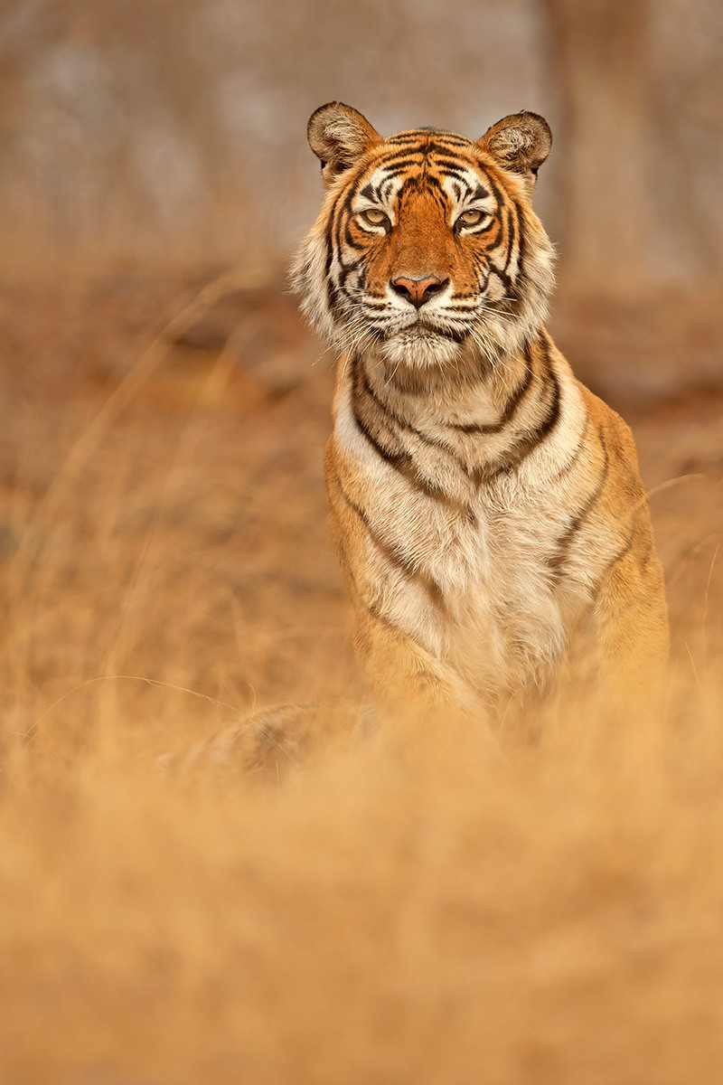 T-16 aka Machali a tiger from Ranthambore