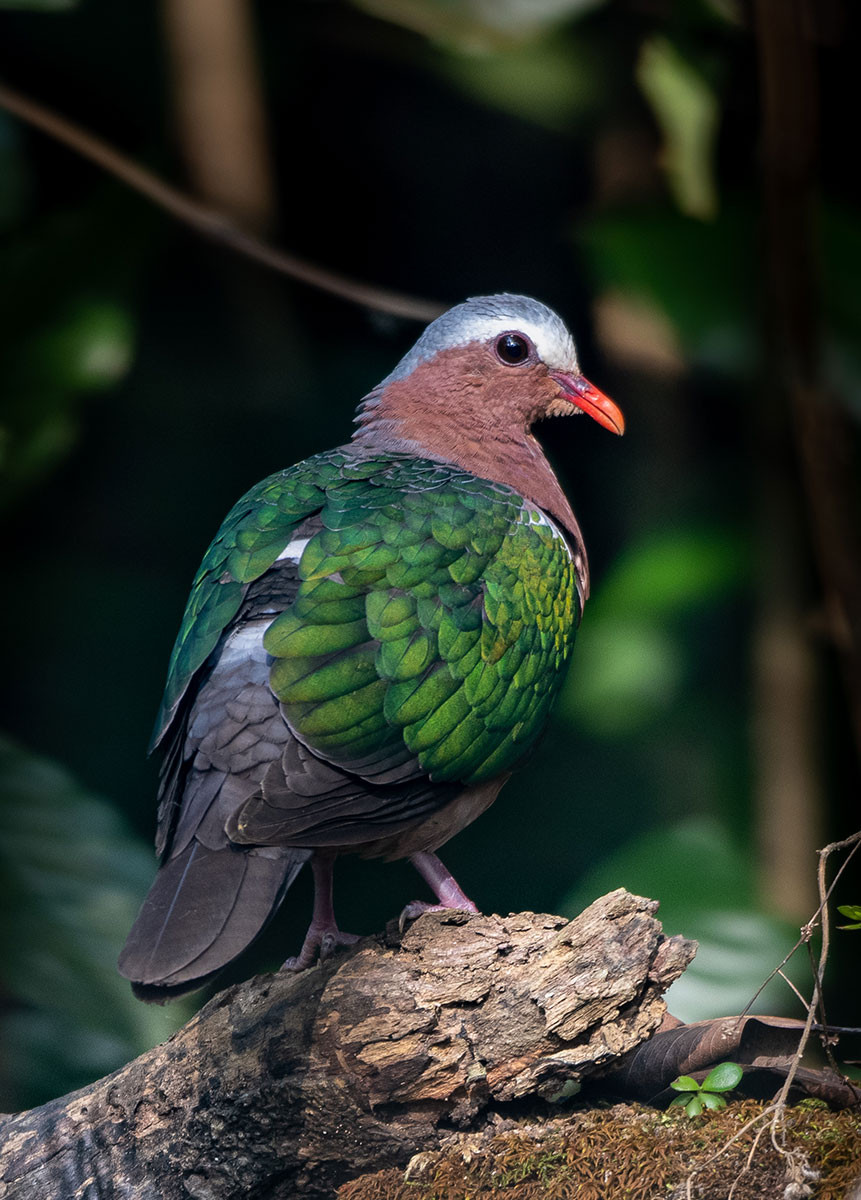 Asian Emerald Dove (Chalcophaps indica) | Nature inFocus