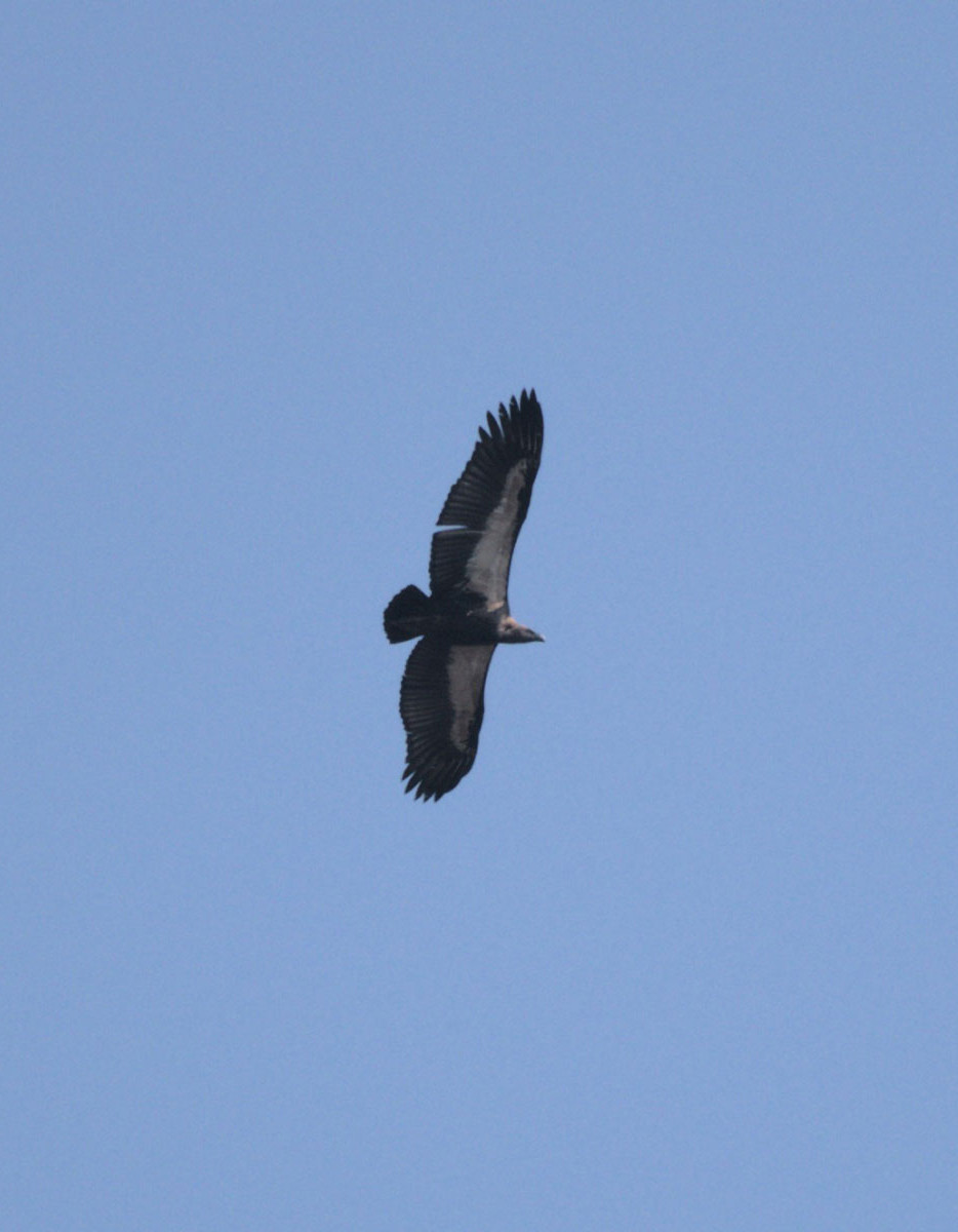 White-rumped Vulture
