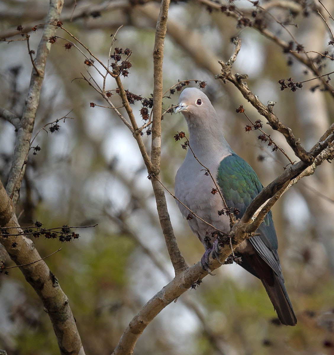Green Imperial-Pigeon (Ducula aenea) | Nature inFocus