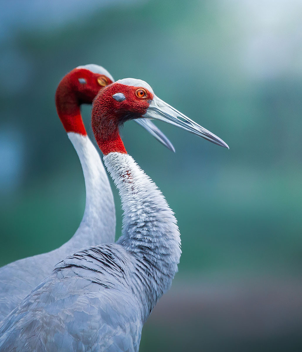Sarus Crane (Antigone antigone) | Nature inFocus